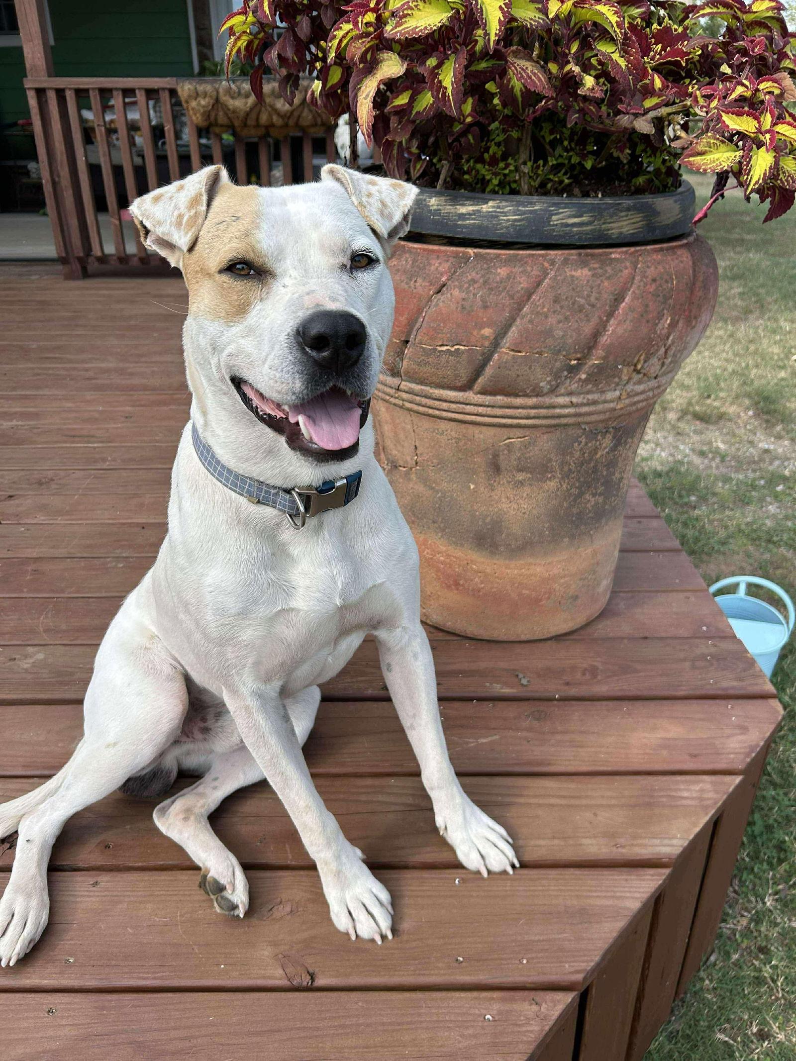 Enlarge Ben *LOCAL*, a Adoptable mixed breed in Wakefield, RI image 3/3