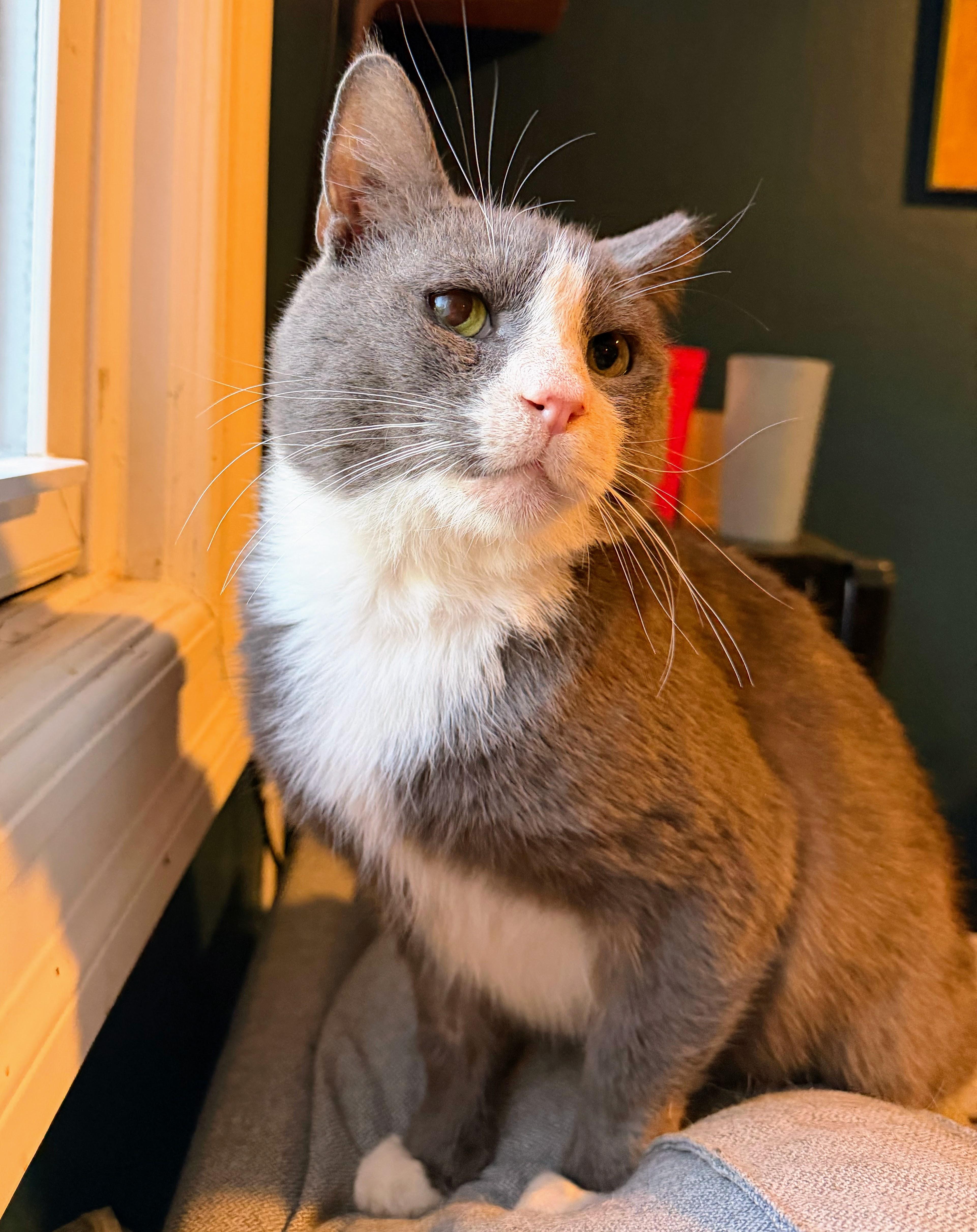 Milo, ADOPTABLE, Senior Male Domestic Short Hair.