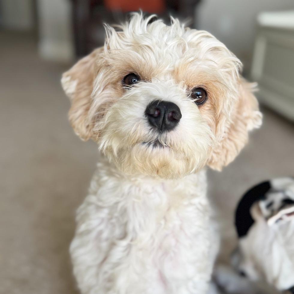 Enlarge Dougie, a Adoptable mixed breed in Flower Mound, TX image 1/6