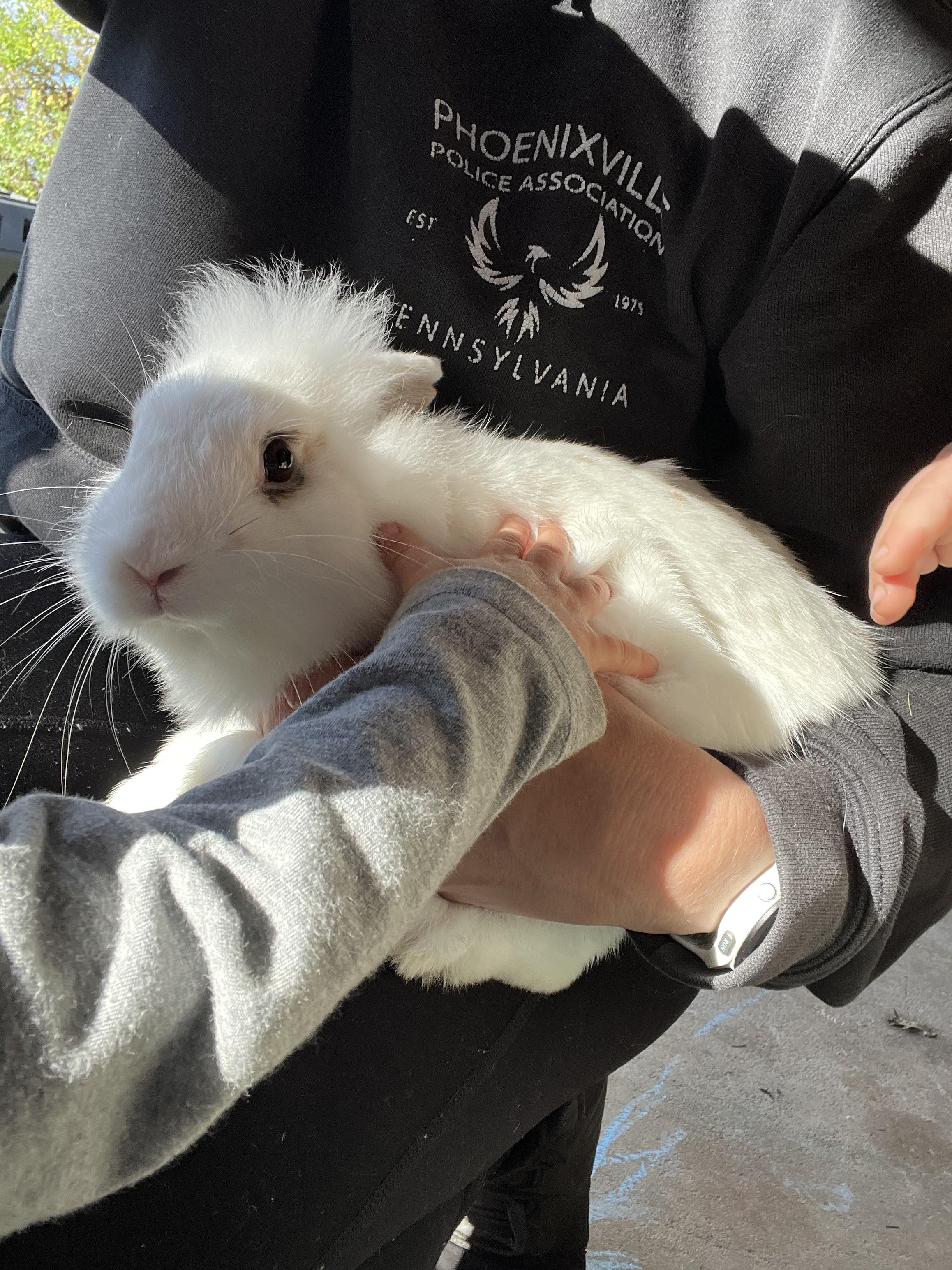 Rabbit