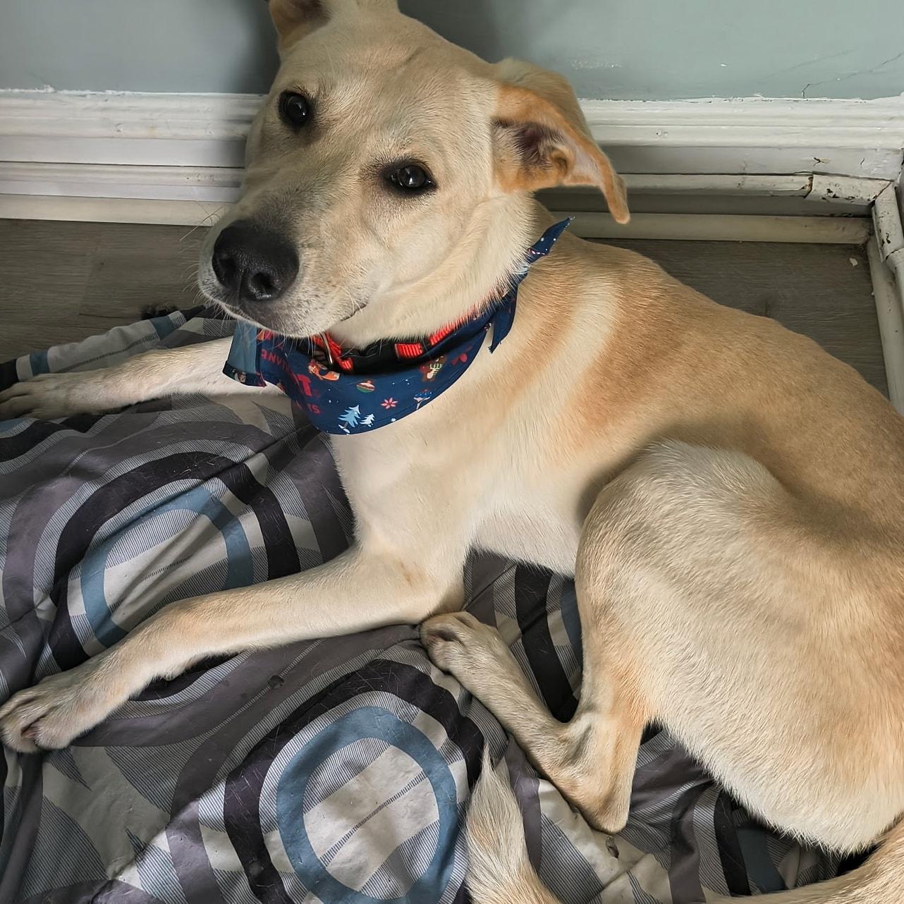 Reed, Adoptable, Young Male Mixed Breed.