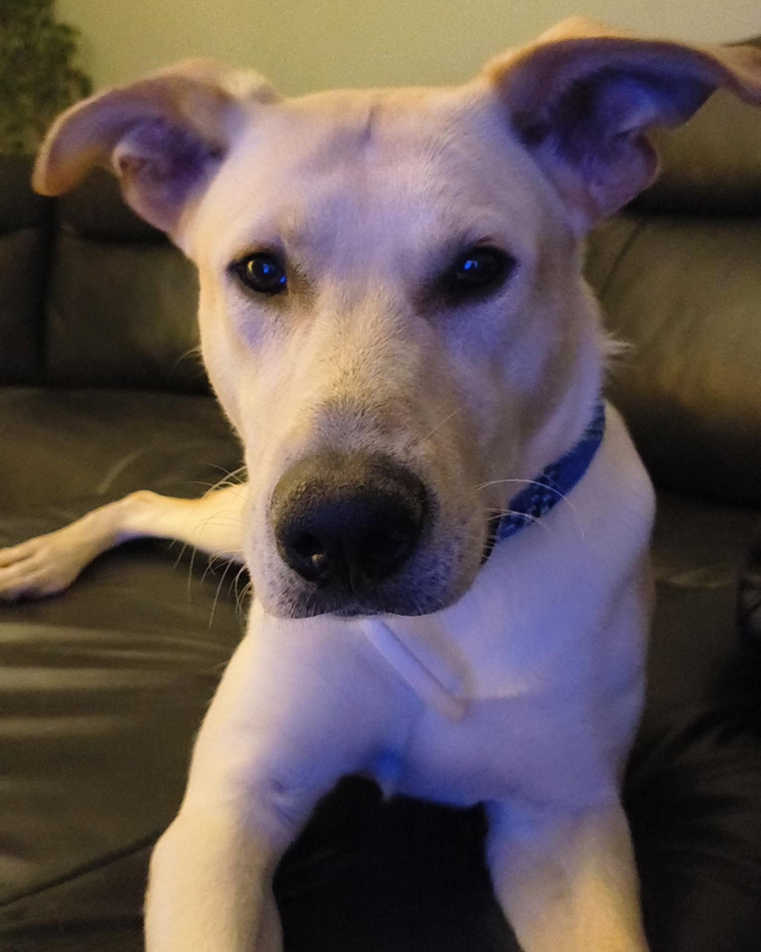 Reed, a Adoptable mixed breed in Egg Harbor City, NJ image 2/2