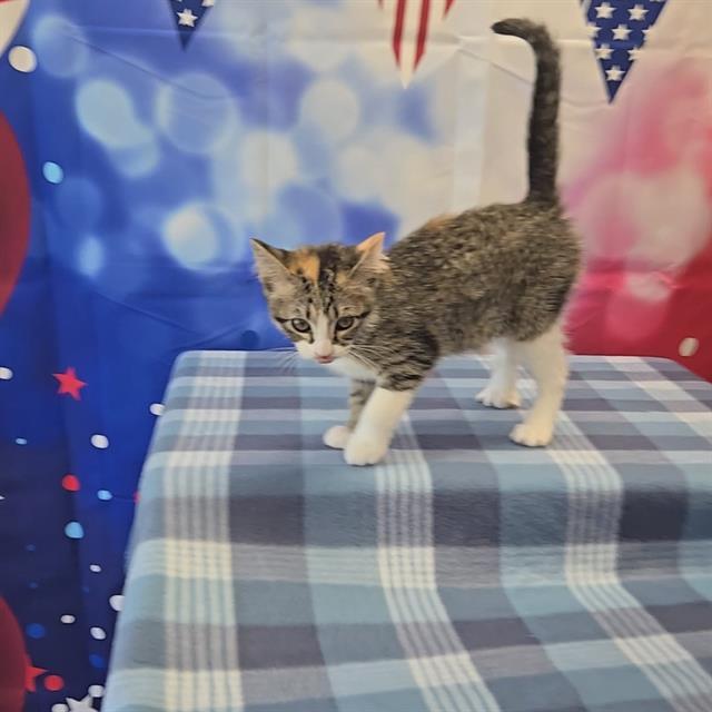 Enlarge A011314, a Adoptable Domestic Short Hair in Wylie, TX image 1/1