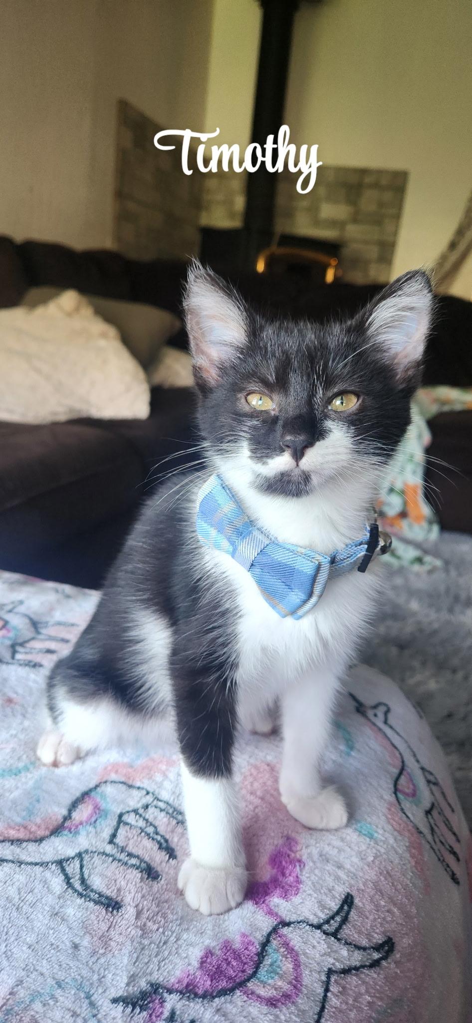 Timothy, Adoptable, Kitten Male American Shorthair.