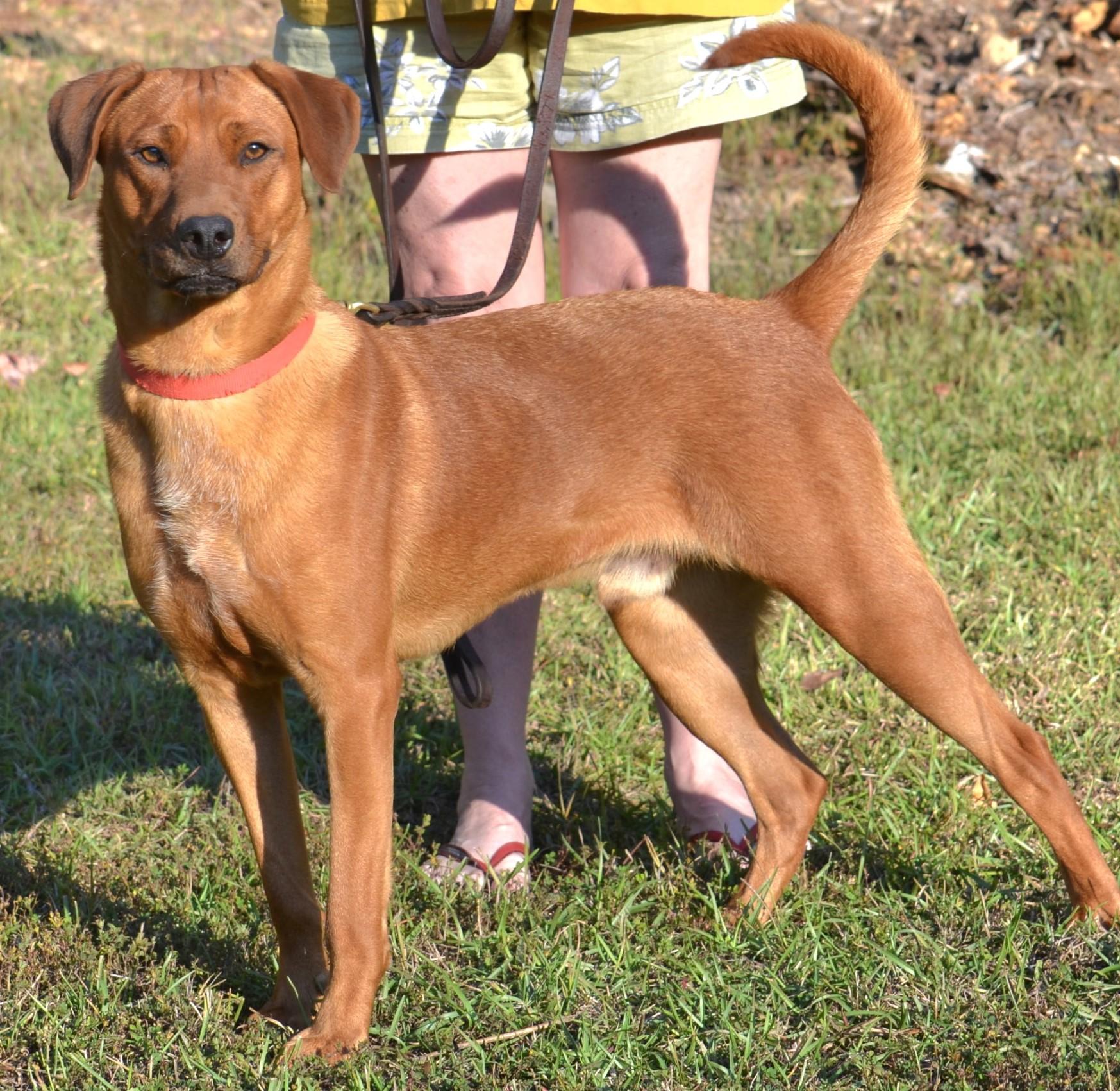TANNER- FABULOUS DOG!, Adoptable, Adult Male Labrador Retriever & Boxer.