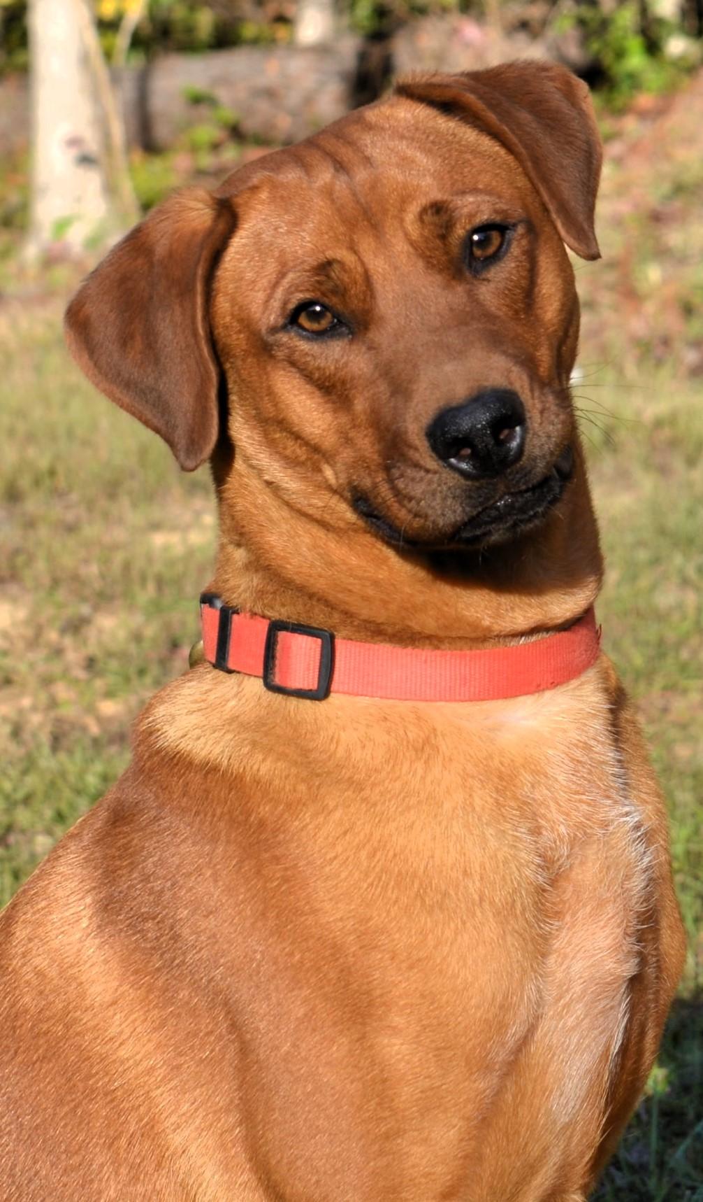 TANNER- FABULOUS DOG!, Adoptable, Adult Male Labrador Retriever & Boxer.