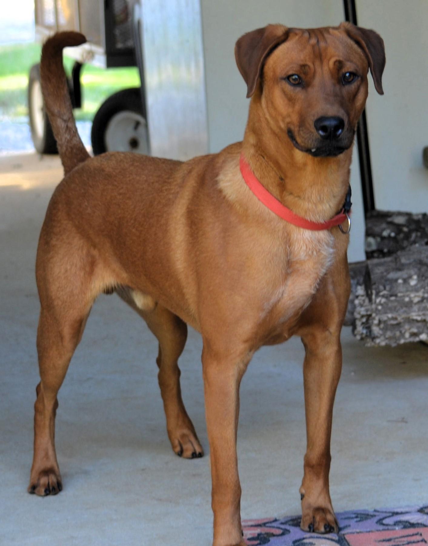 Enlarge TANNER- FABULOUS DOG!, a Adoptable mixed breed in Newington, CT image 5/6