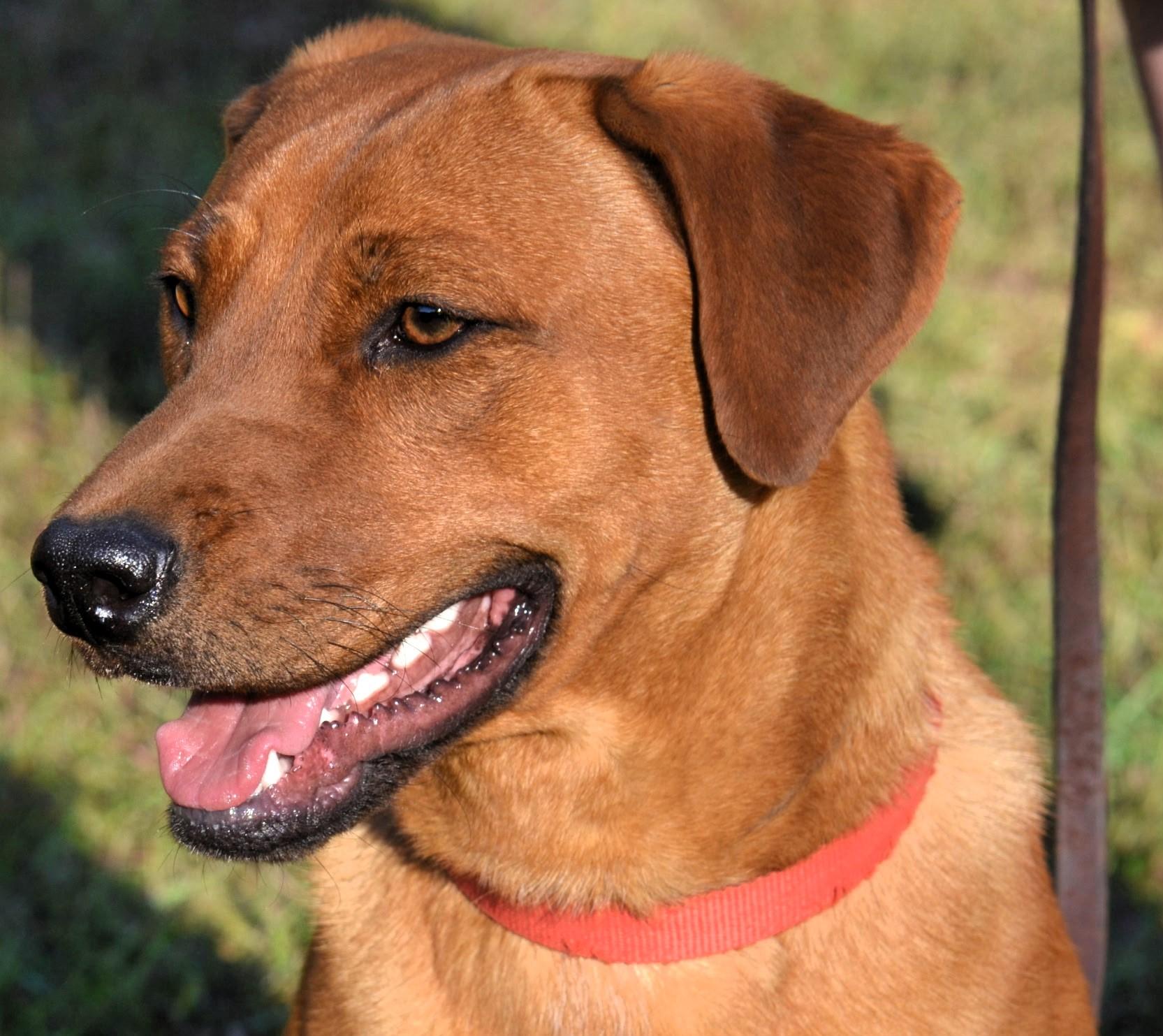 Enlarge TANNER- FABULOUS DOG!, a Adoptable mixed breed in Newington, CT image 6/6