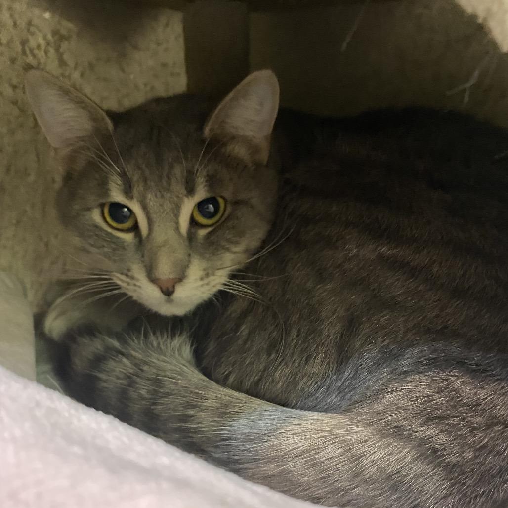 Thor, Adoptable, Adult Male Domestic Short Hair.