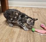 Knit, a ADOPTABLE Domestic Short Hair in Woodstock, IL image 3/3
