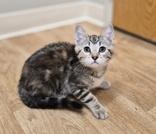 Knit, a ADOPTABLE Domestic Short Hair in Woodstock, IL image 2/3