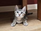 Knit, ADOPTABLE, Kitten Female Domestic Short Hair.
