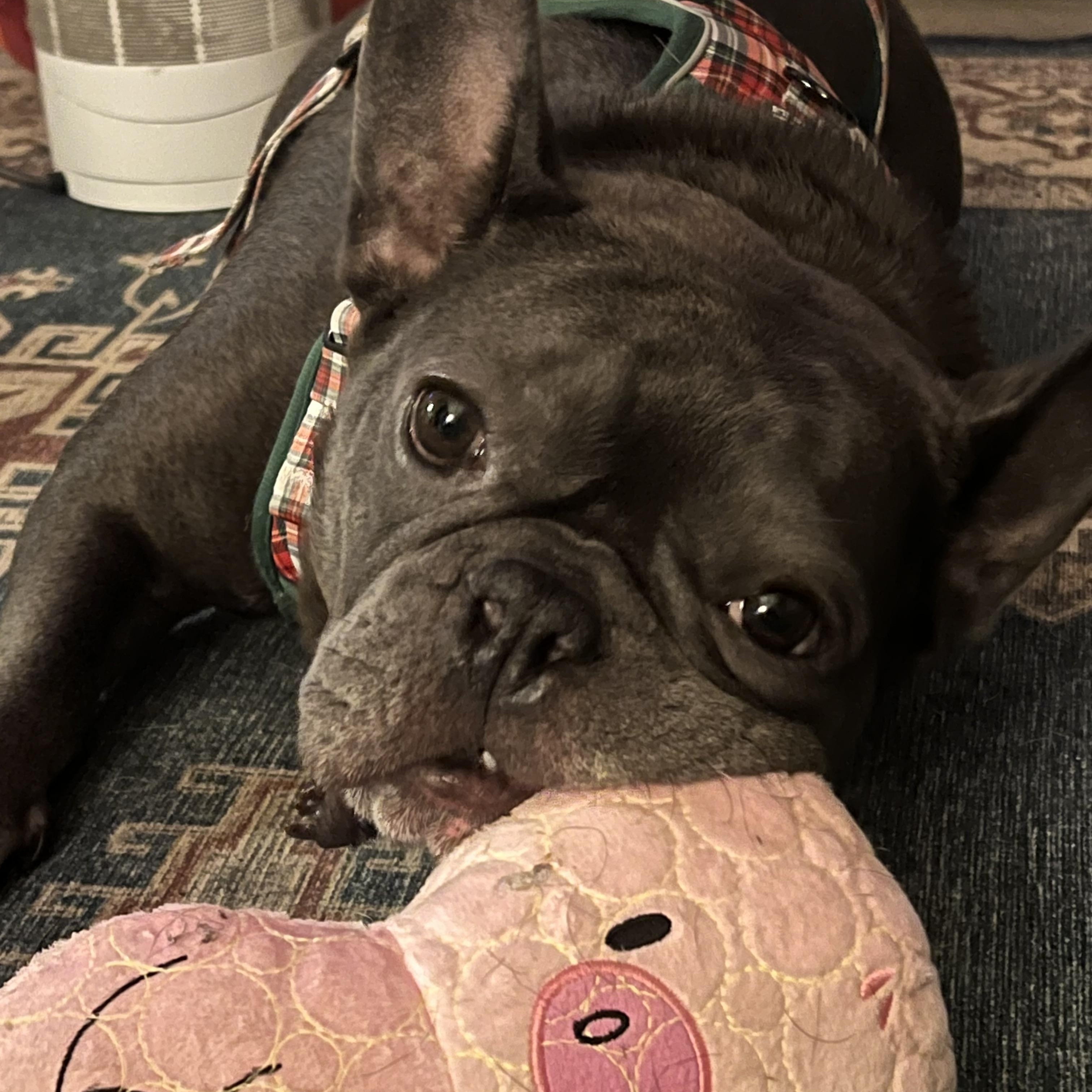 Enlarge Bruno, a ADOPTABLE French Bulldog in Georgetown , CA image 3/3