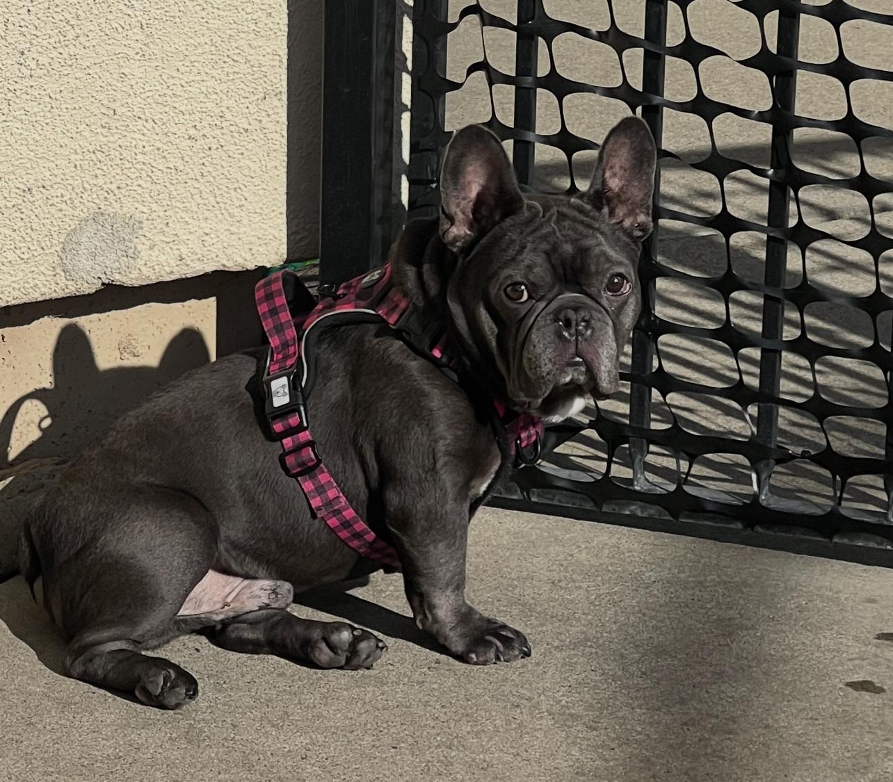 Enlarge Bruno, a ADOPTABLE French Bulldog in Georgetown , CA image 2/3