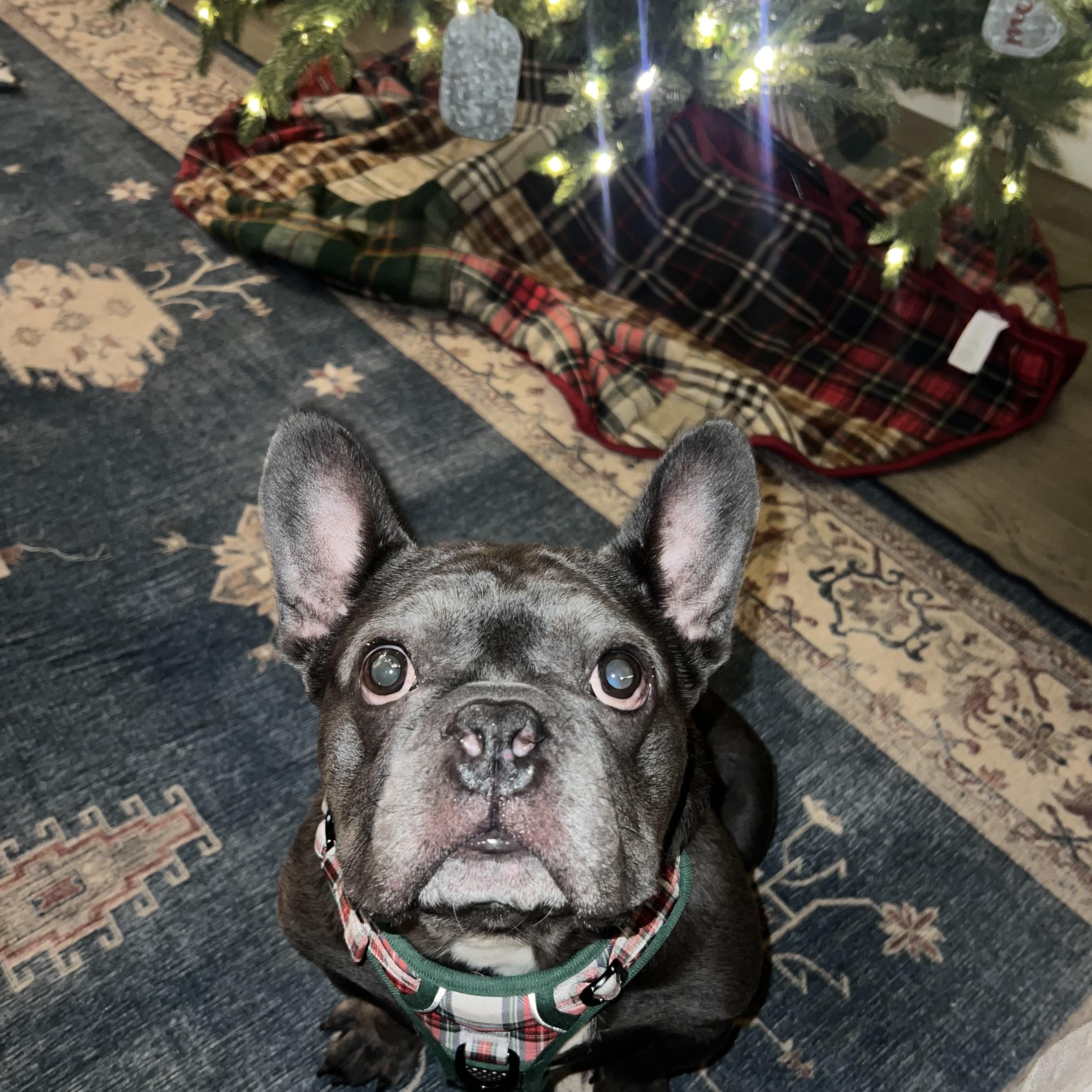 Enlarge Bruno, a ADOPTABLE French Bulldog in Georgetown , CA image 1/3