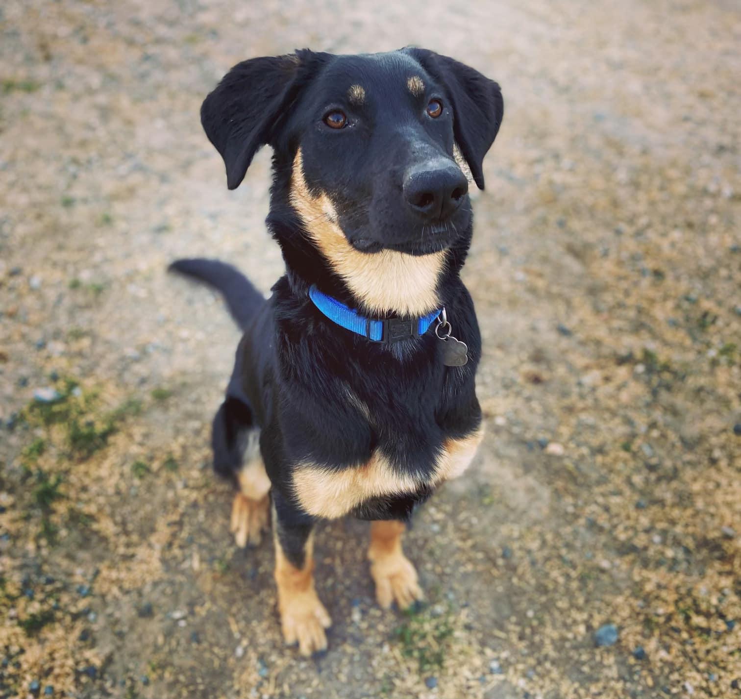 Pepper, a Adoptable German Shepherd Dog in West Richland, WA image 2/6