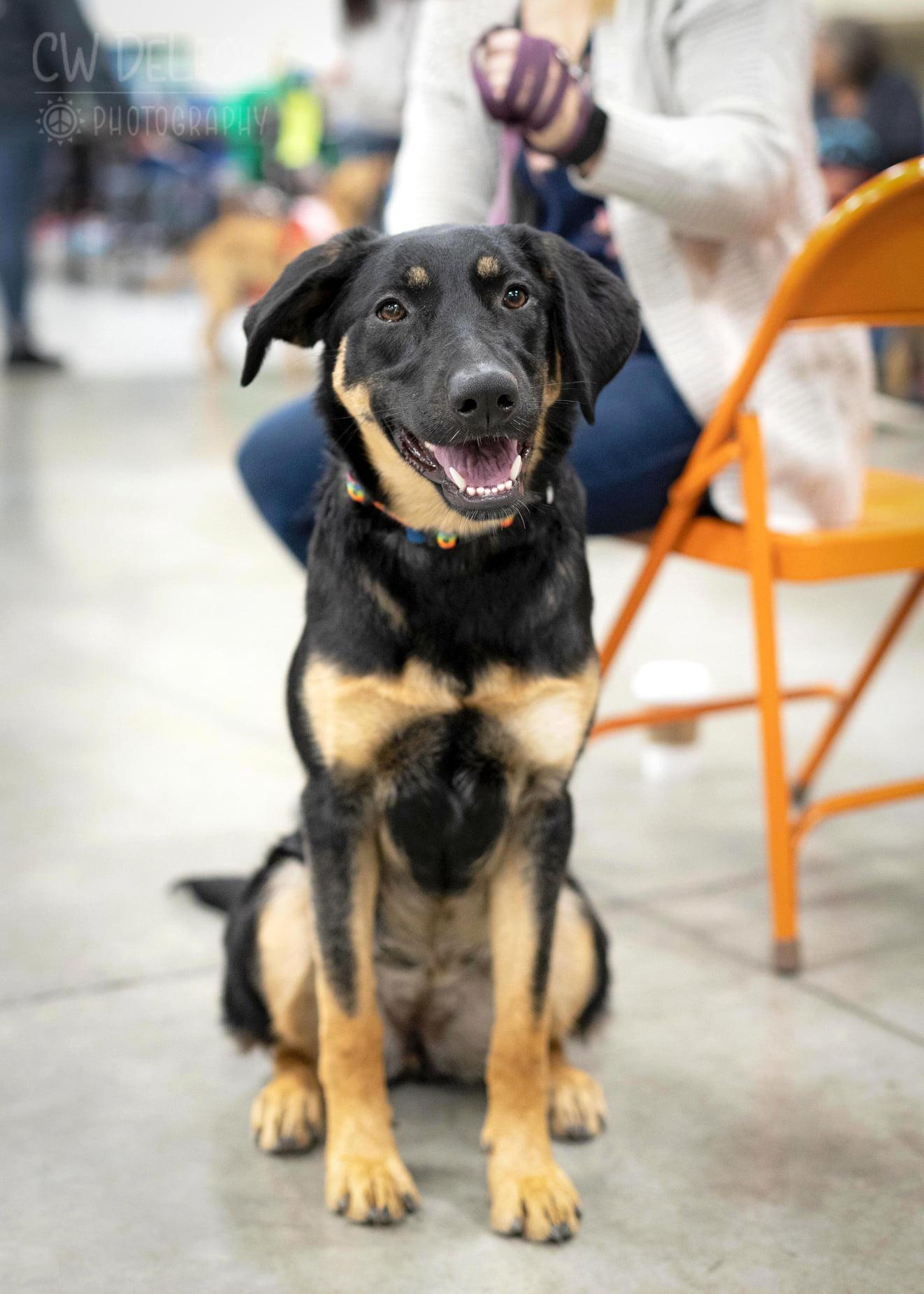 Pepper, a Adoptable German Shepherd Dog in West Richland, WA image 3/6
