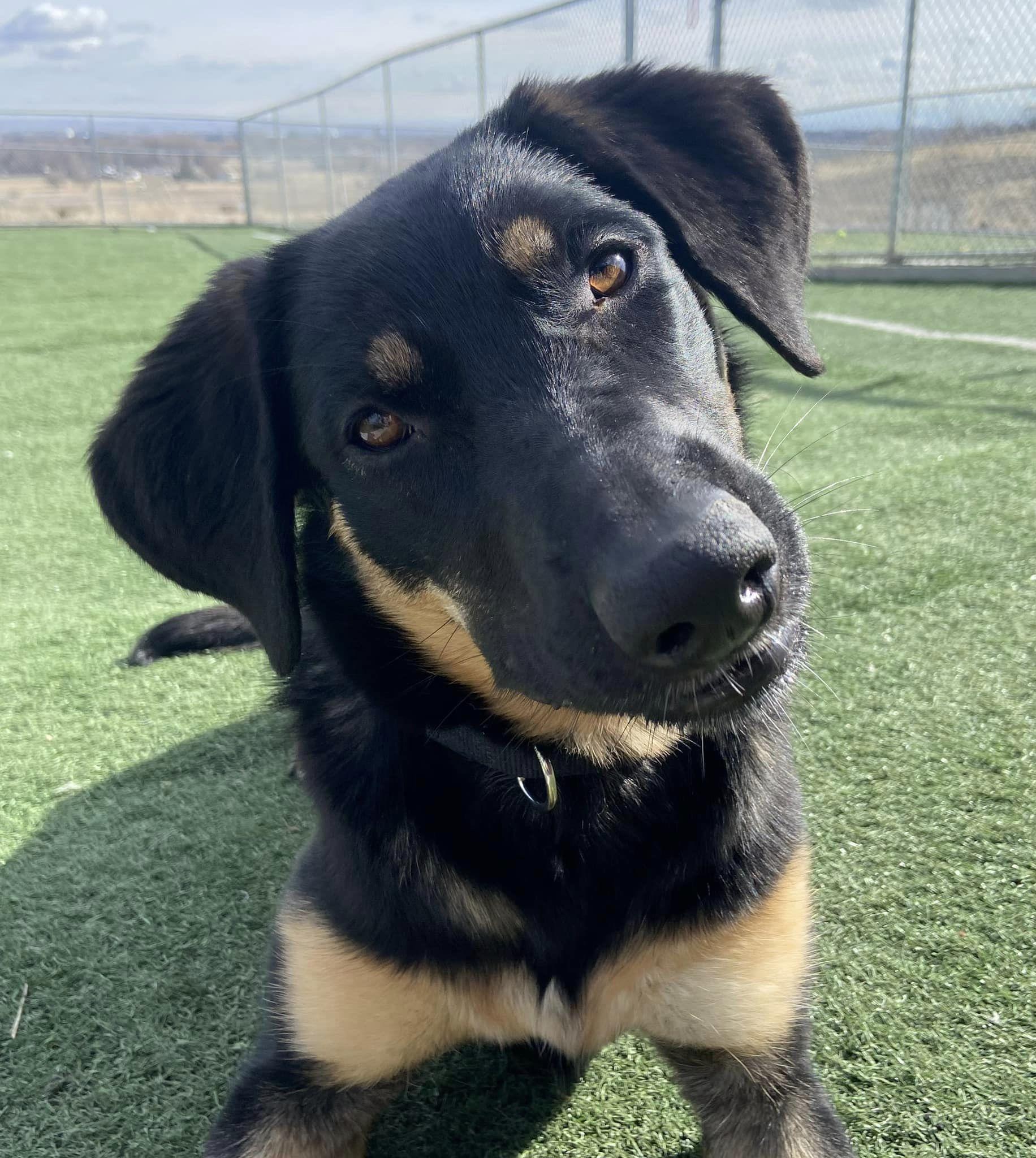 Pepper, a Adoptable German Shepherd Dog in West Richland, WA image 4/6