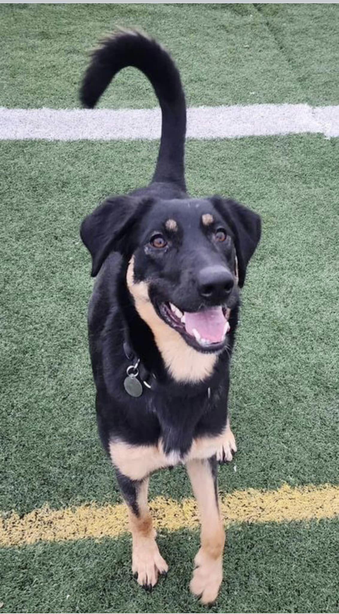 Pepper, a Adoptable German Shepherd Dog in West Richland, WA image 5/6