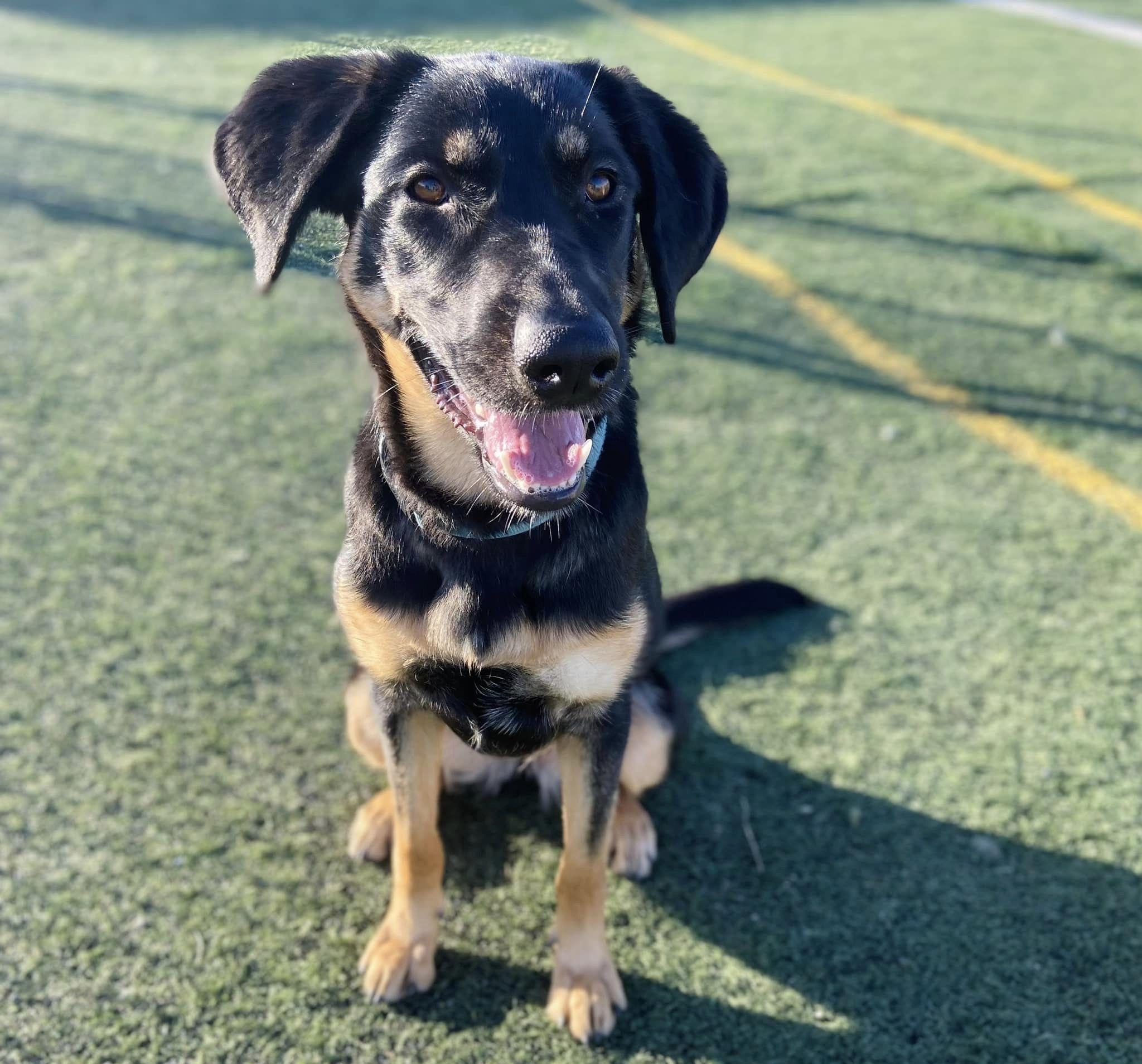 Pepper, a Adoptable German Shepherd Dog in West Richland, WA image 6/6