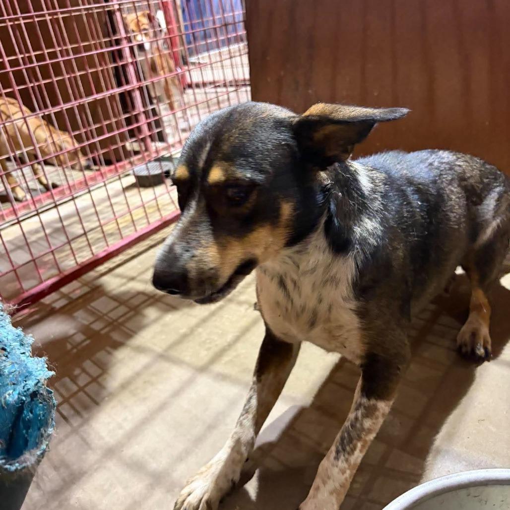Enlarge Rosie, a Adoptable Sheep Dog in Madill, OK image 1/1