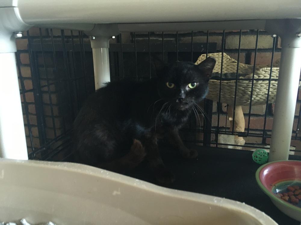 Enlarge Van Morrison, a Adopted Domestic Short Hair in Central Islip, NY image 1/1