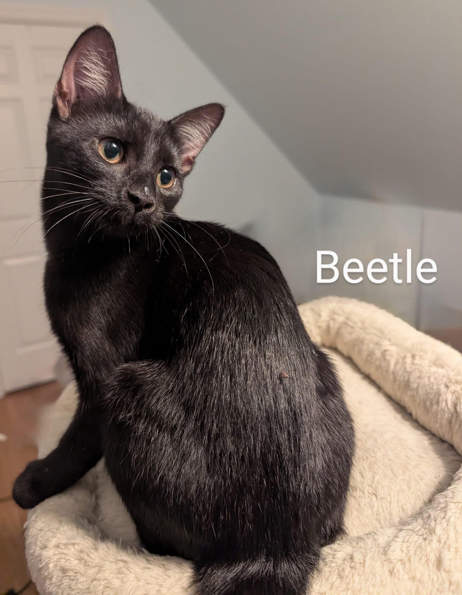 Beetle, a Adoptable Domestic Short Hair in Manhattan, KS image 2/5