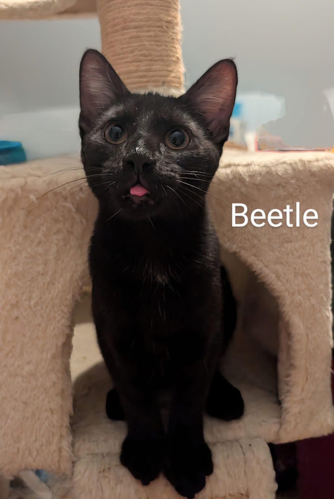 Beetle, Adoptable, Young Male Domestic Short Hair.