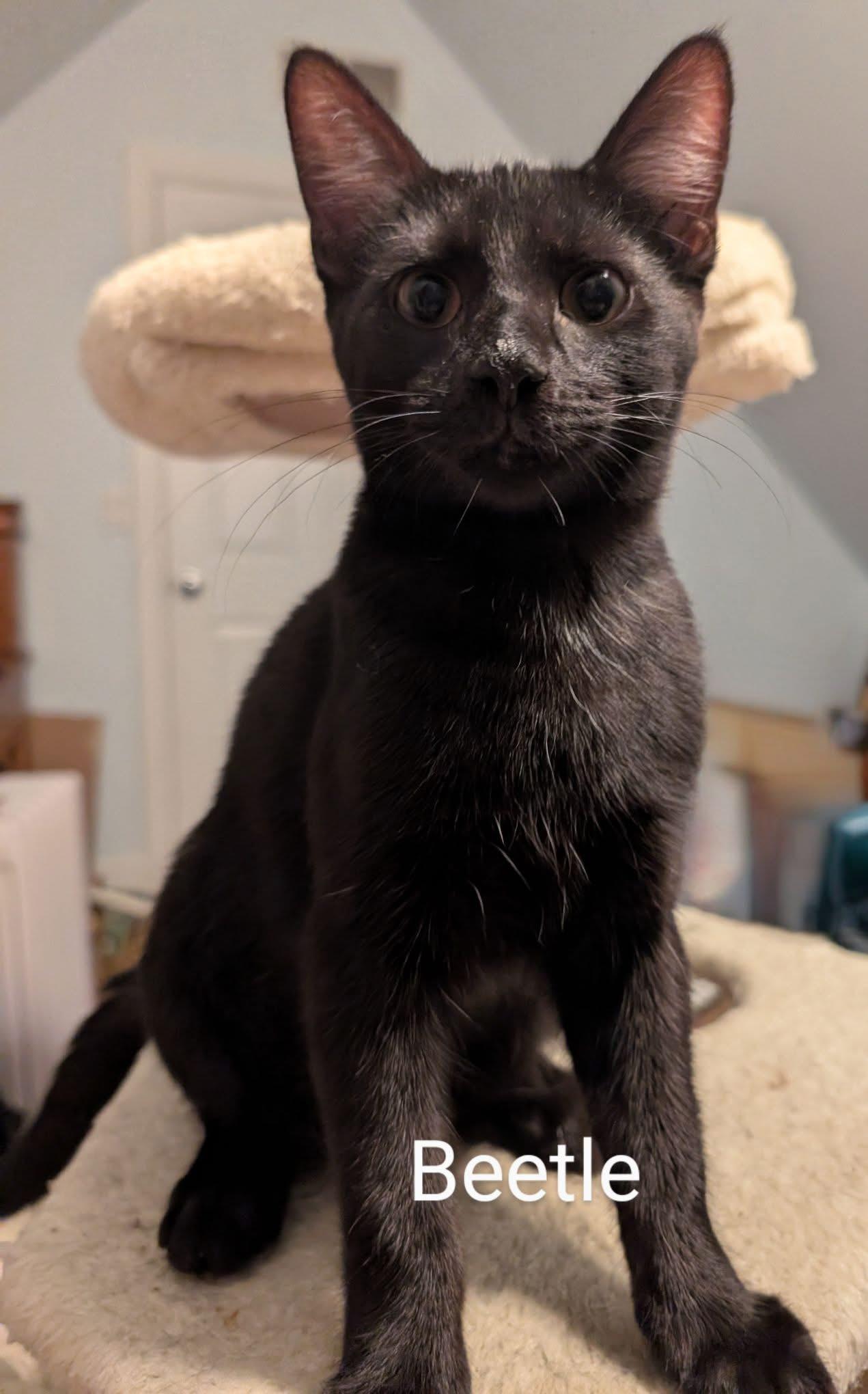 Beetle, a Adoptable Domestic Short Hair in Manhattan, KS image 3/5