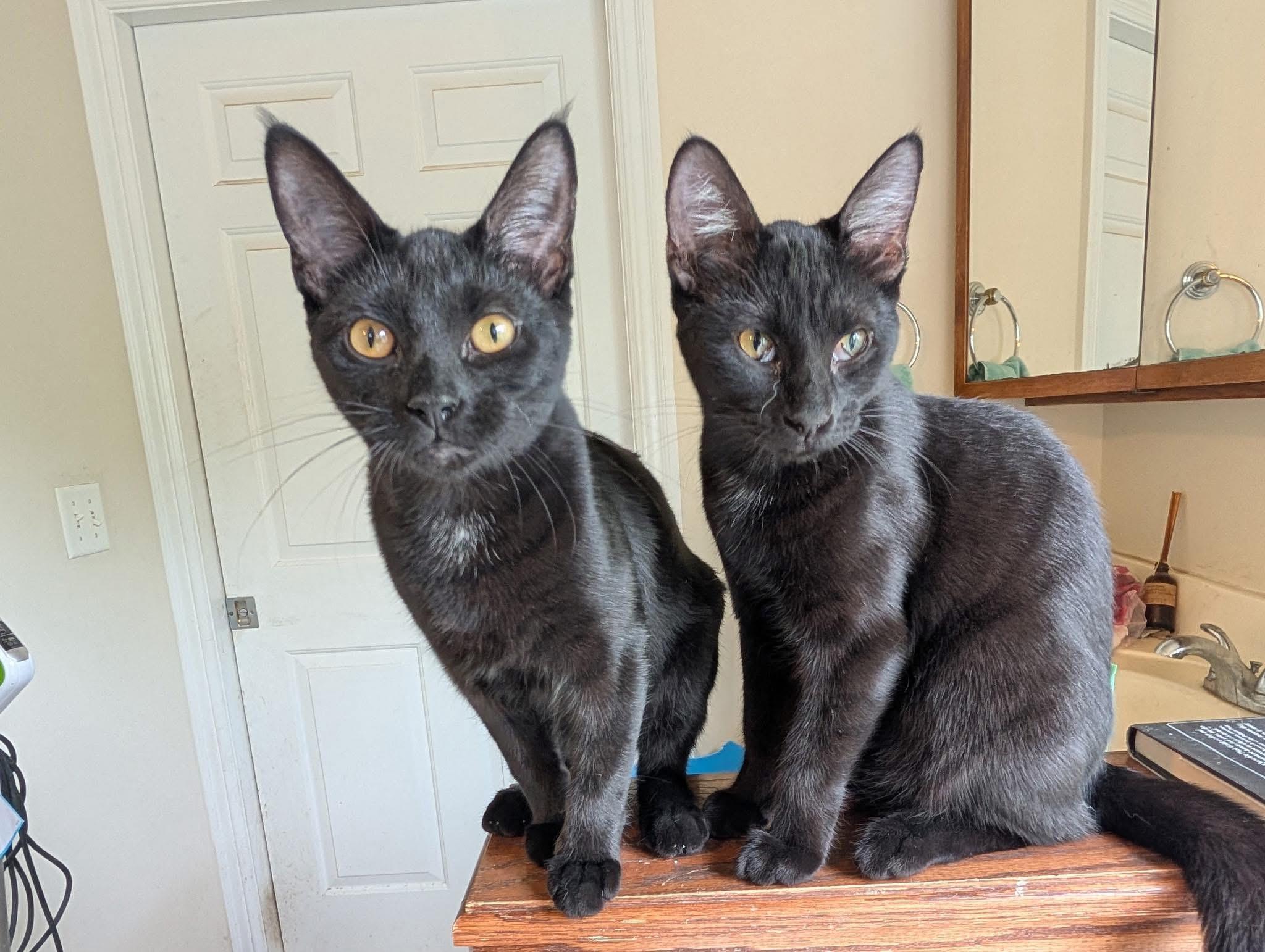 Beetle, Adoptable, Young Male Domestic Short Hair.