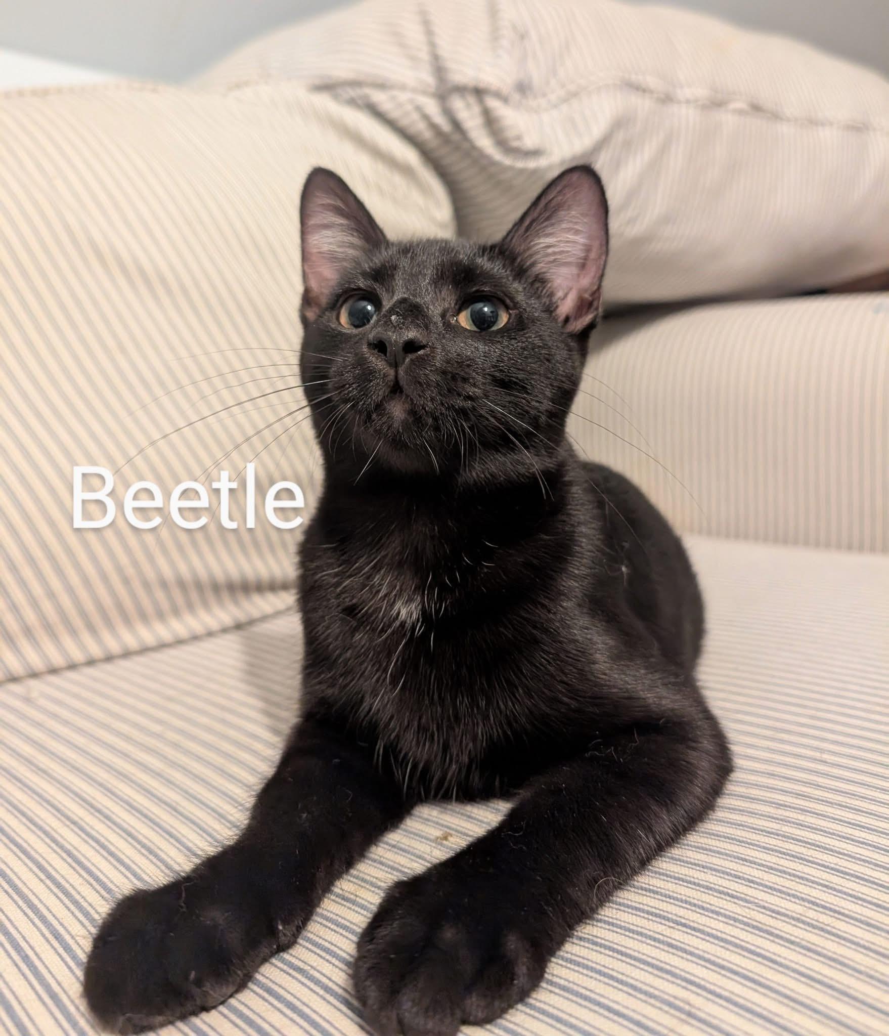 Beetle, a Adoptable Domestic Short Hair in Manhattan, KS image 4/5