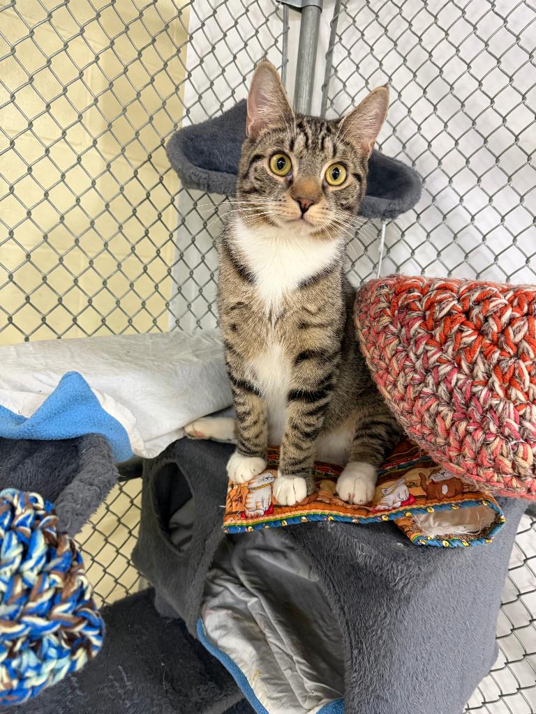 Enlarge Tailblazer, a Adoptable mixed breed in Waverly, NY image 1/6