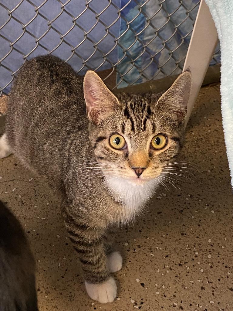 Enlarge Tailblazer, a Adoptable mixed breed in Waverly, NY image 2/6