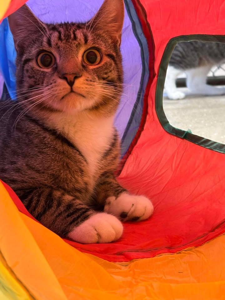 Enlarge Tailblazer, a Adoptable mixed breed in Waverly, NY image 3/6