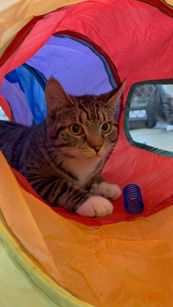 Enlarge Tailblazer, a Adoptable mixed breed in Waverly, NY image 4/6