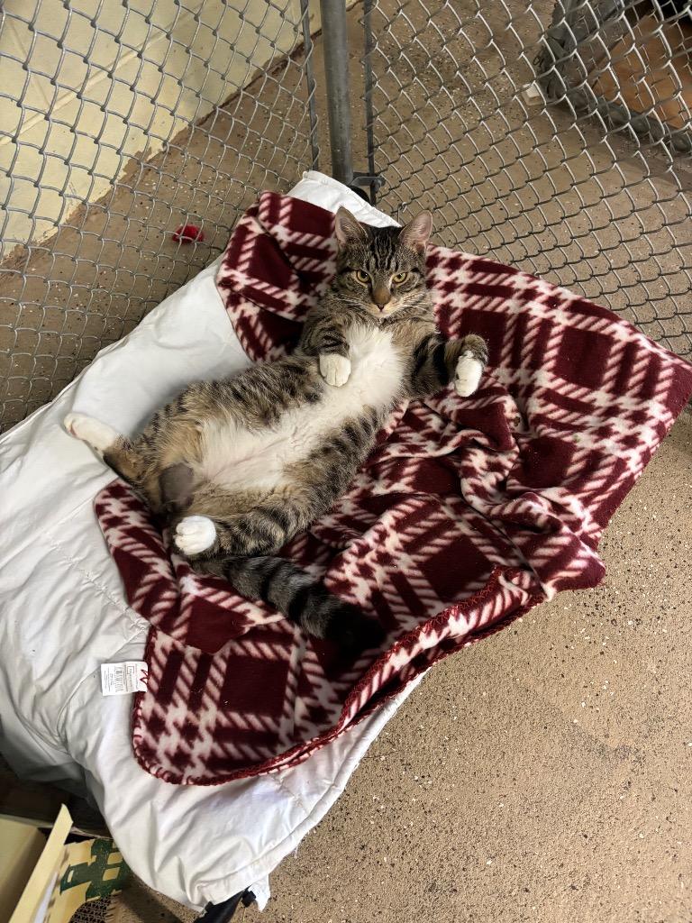 Enlarge Tailblazer, a Adoptable mixed breed in Waverly, NY image 5/6