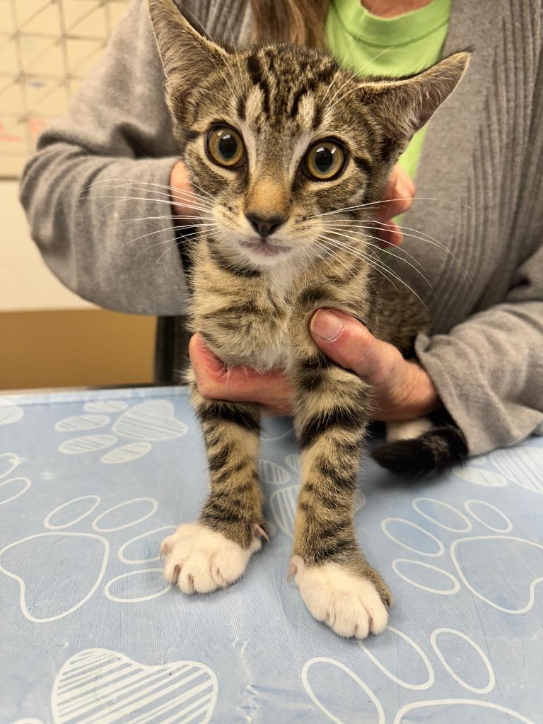 Enlarge Tailblazer, a Adoptable mixed breed in Waverly, NY image 6/6