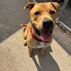 Cain, Adoptable, Adult Male Pit Bull Terrier.