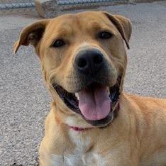 Enlarge Cain, a Adoptable mixed breed in Bernalillo, NM image 2/6