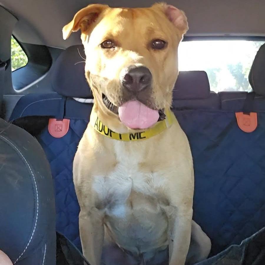 Enlarge Cain, a Adoptable Pit Bull Terrier in Bernalillo, NM image 2/6