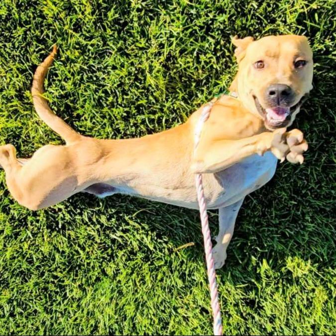 Cain, a Adoptable Pit Bull Terrier in Bernalillo, NM image 2/6