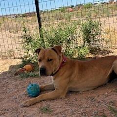 Enlarge Cain, a Adoptable mixed breed in Bernalillo, NM image 3/6