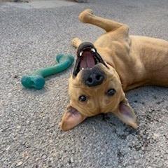 Enlarge Cain, a Adoptable mixed breed in Bernalillo, NM image 4/6