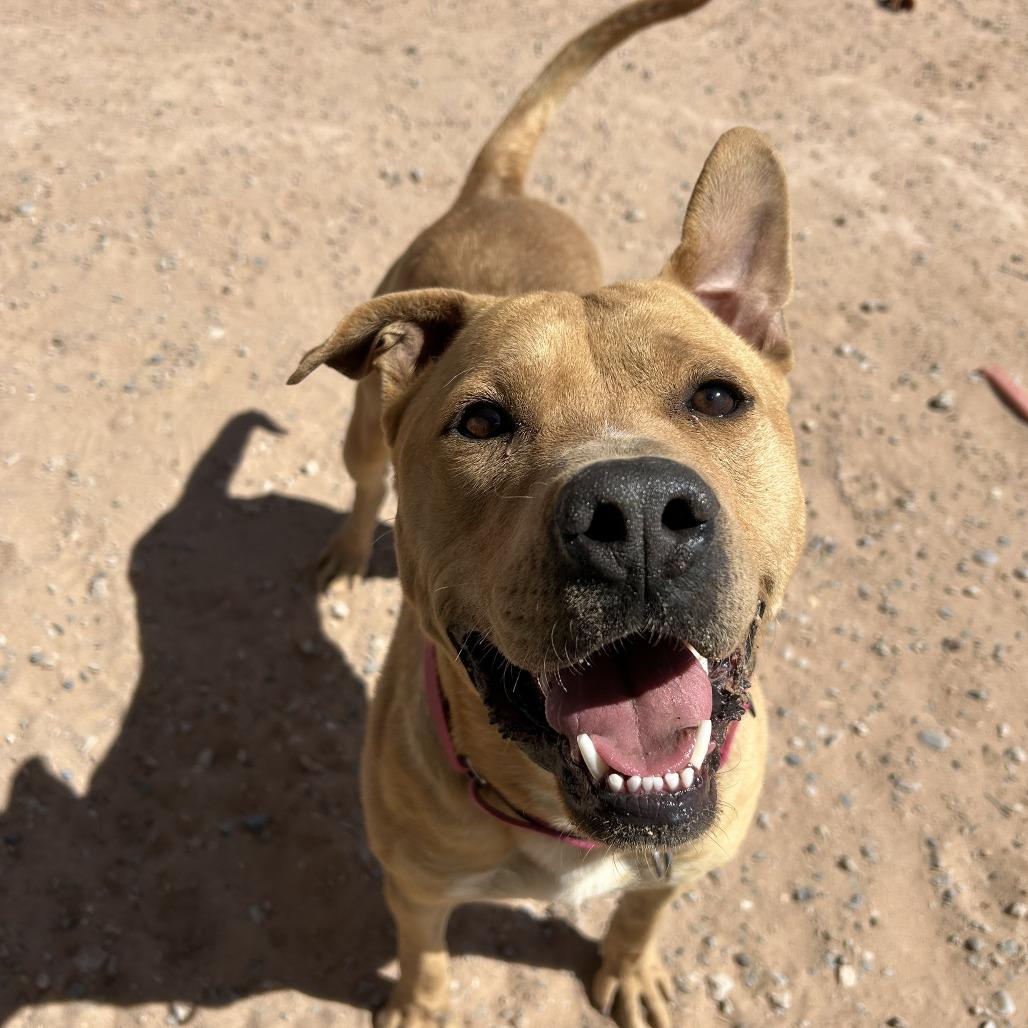 Enlarge Cain, a Adoptable mixed breed in Bernalillo, NM image 5/6