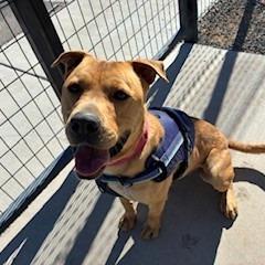 Enlarge Cain, a Adoptable mixed breed in Bernalillo, NM image 6/6