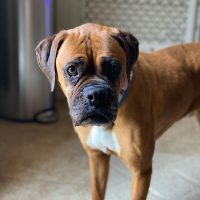 Travi, an adoptable Boxer in Davis, CA, 95616 | Photo Image 5