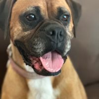 Enlarge Travi, a Adoptable Boxer in Davis, CA image 2/6