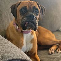 Enlarge Travi, a Adoptable Boxer in Davis, CA image 3/6