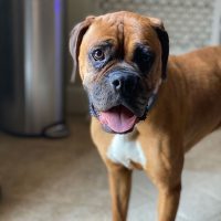 Enlarge Travi, a Adoptable Boxer in Davis, CA image 4/6