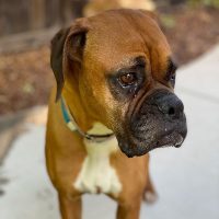 Travi, an adoptable Boxer in Davis, CA, 95616 | Photo Image 4